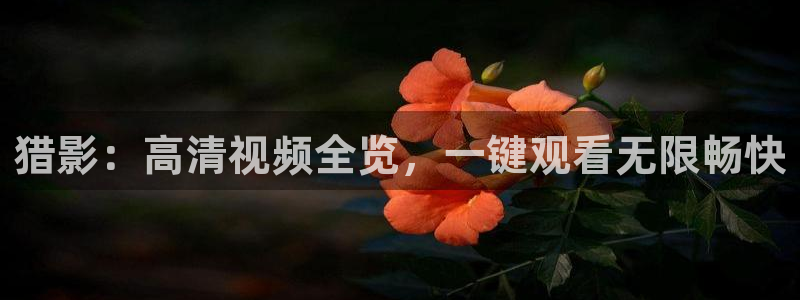 蜂鸟影视在线观看影院：猎影：高清视频全览，一键观看无限畅快